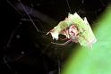 Parasteatoda_lunata_F1936_Z_85_Les Gris_Frankrijk